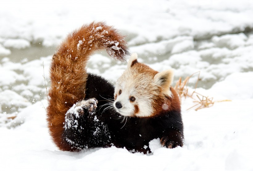 活泼可爱的小熊猫图片 动物图片