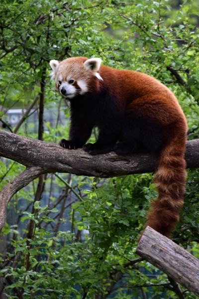 树干上的小熊猫图片 动物图片