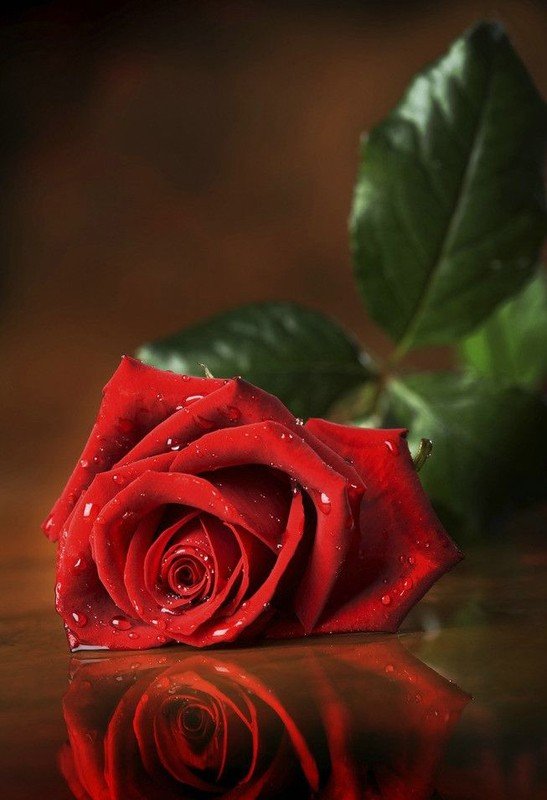 玫瑰花图片 一支玫瑰花图片唯美鲜花图片