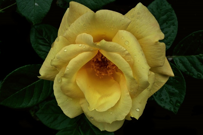 黄白色玫瑰花朵图片 多彩玫瑰花束图片
