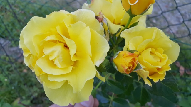 黄白色玫瑰花朵图片 多彩玫瑰花束图片