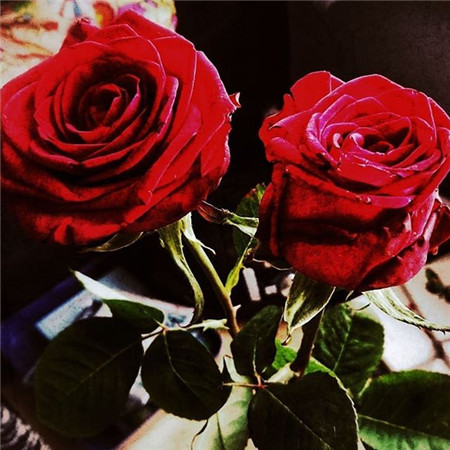 玫瑰花浪漫唯美背景图片 好看的鲜花背景图