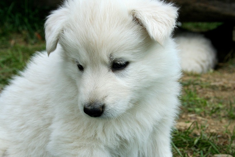 白色的小狗图片 萌宠图片