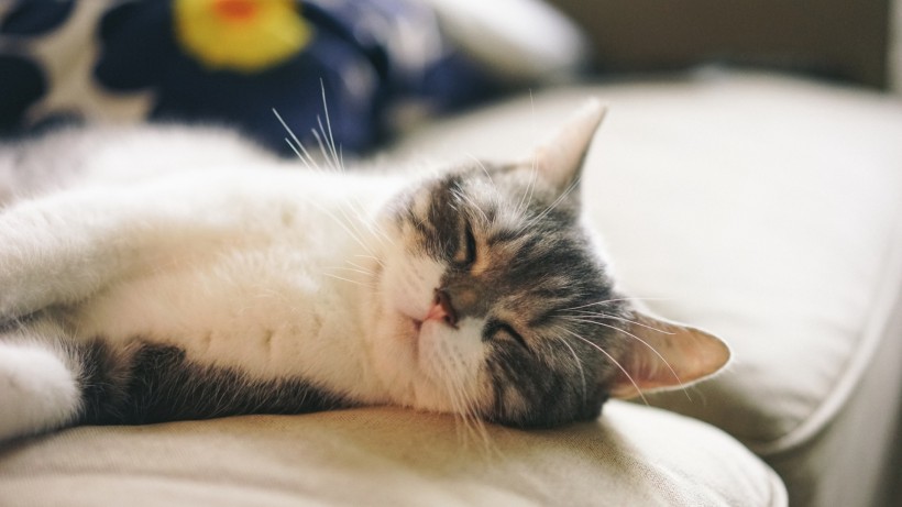 可爱猫咪的奇异睡姿 宠物图片