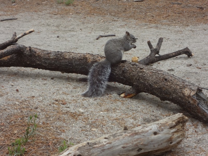 活泼可爱的灰色小松鼠图片 动物图片