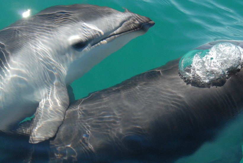 水中的海豚图片 动物图片