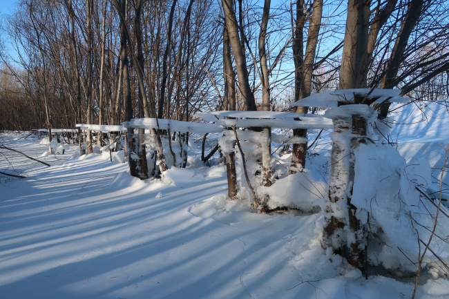 冬季森林冰雪景观图片