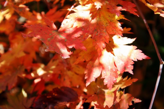 秋天颜色枫叶图片