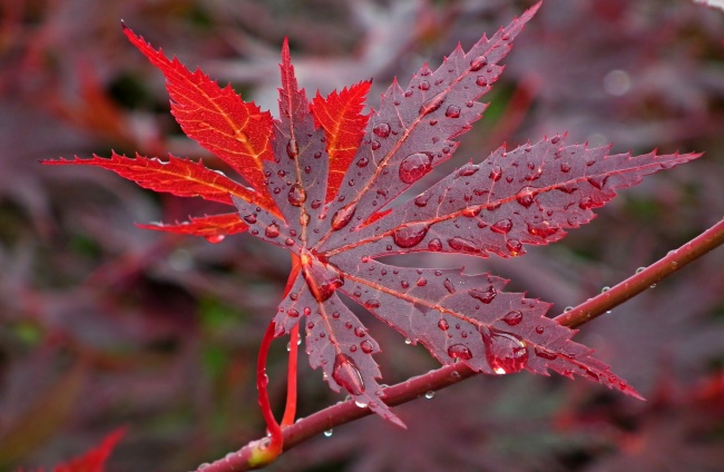 日本红枫叶高清图片