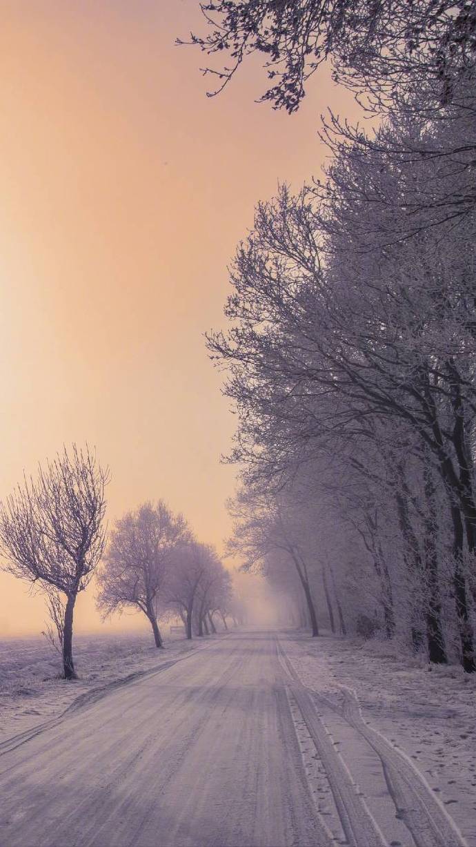 冬天唯美图片 冬日树林雪景图片