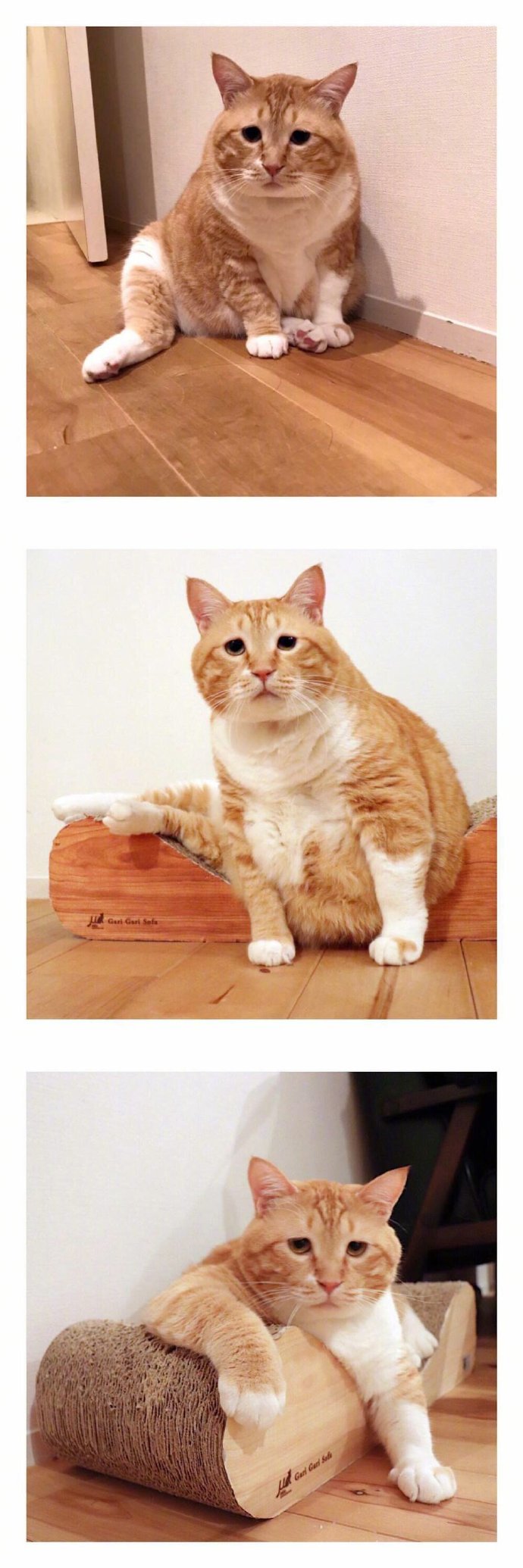可爱橘猫三宫格图片 胖橘猫可爱背景图片