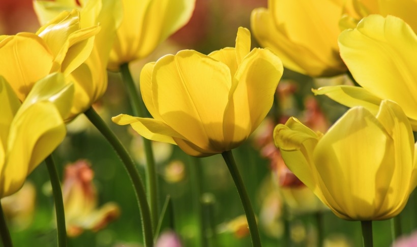 温馨郁金香花丛背景图片 美丽花朵植物壁纸
