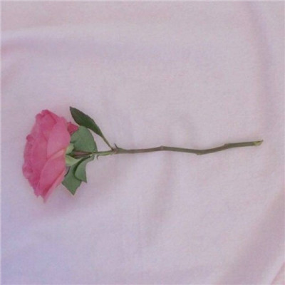 玫瑰花图片唯美一朵  简约时尚柔美