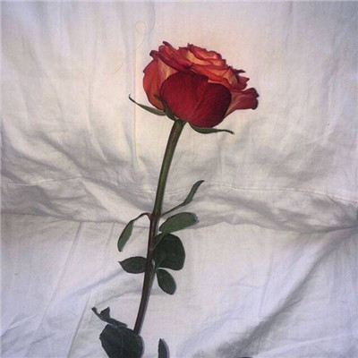 玫瑰花图片唯美一朵  简约时尚柔美