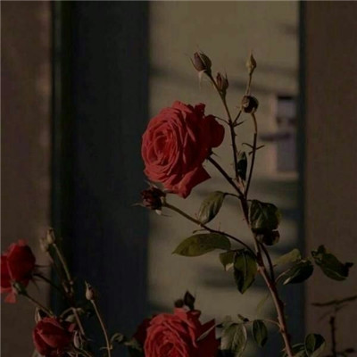 玫瑰花背景图片  色彩饱满艳丽