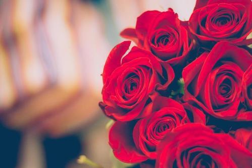 玫瑰花束图片大全唯美