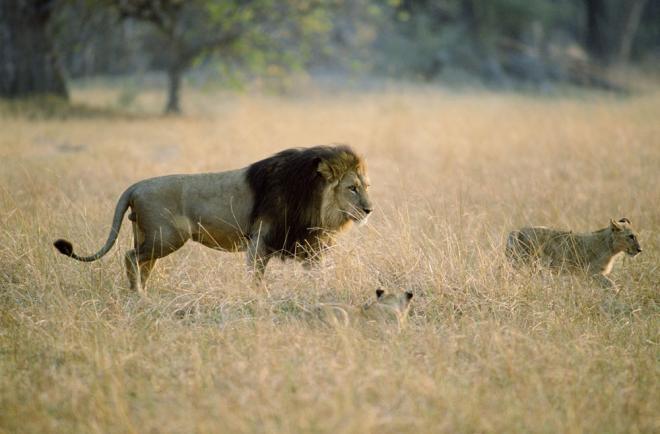 非洲野生动物狮子高清图片