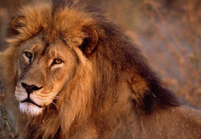 非洲野生动物狮子高清图片