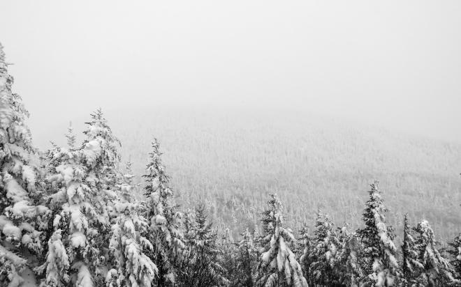 唯美森林雪景背景图片_梦幻好看雪景