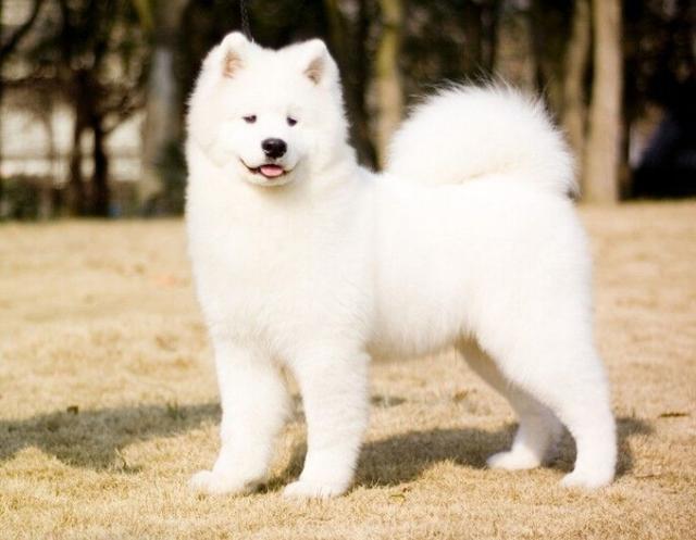 世界名犬图片 白雪公主萨摩