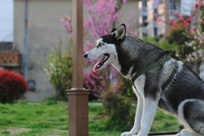 世界名犬图片 西伯利亚雪橇犬哈士奇