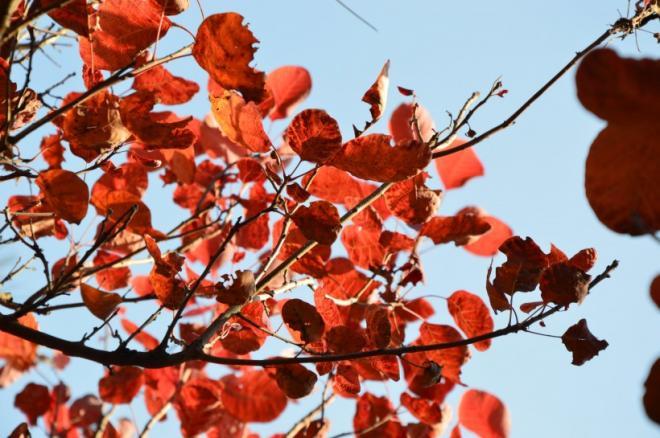 北京香山红叶风景图片_大自然的馈赠
