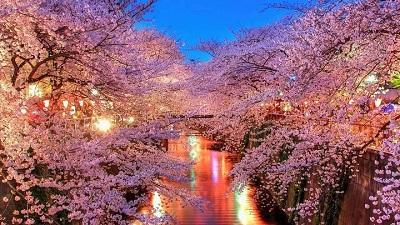 大樱花树