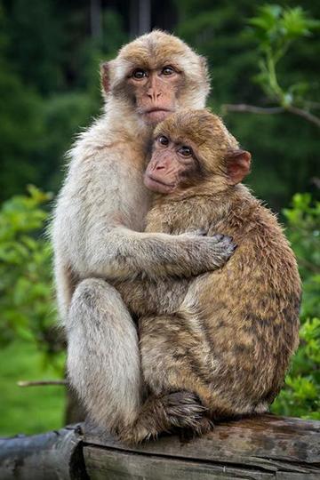 猴子拥抱图片