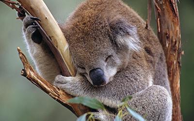 正在树上熟睡的树袋熊考拉图片
