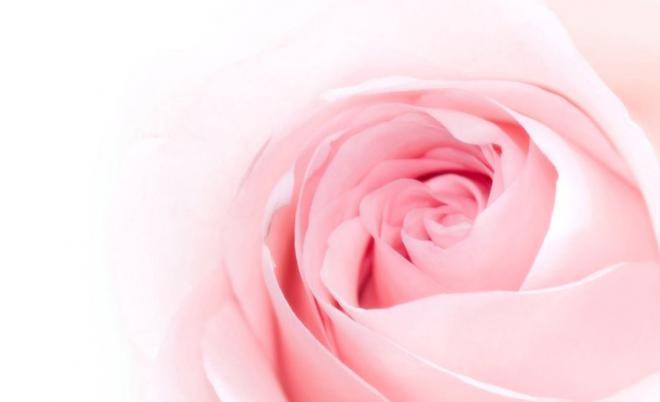 粉玫瑰花图片，而在于你经历了多少让人怦然心动的瞬间