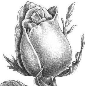 素描一枝玫瑰花图片，即便成功了，也是感动大于爱情