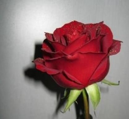整束玫瑰花图片大全，少说话，多倾听。因为爱说话的人