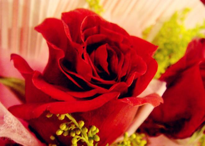 一支红色玫瑰花图片，只愿你快乐无忧，健康平安！