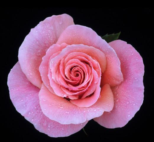 肉粉色玫瑰花图片，愿我们在充满爱的天空里，一起憧憬美好的未来