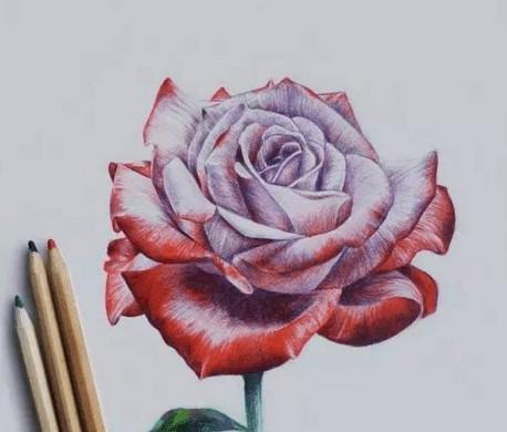 彩色铅笔玫瑰花图片，愿这个月一切美好都如约而至