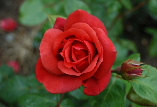 大红色玫瑰花图片大全，微笑开心最甜美，成就梦想争未来