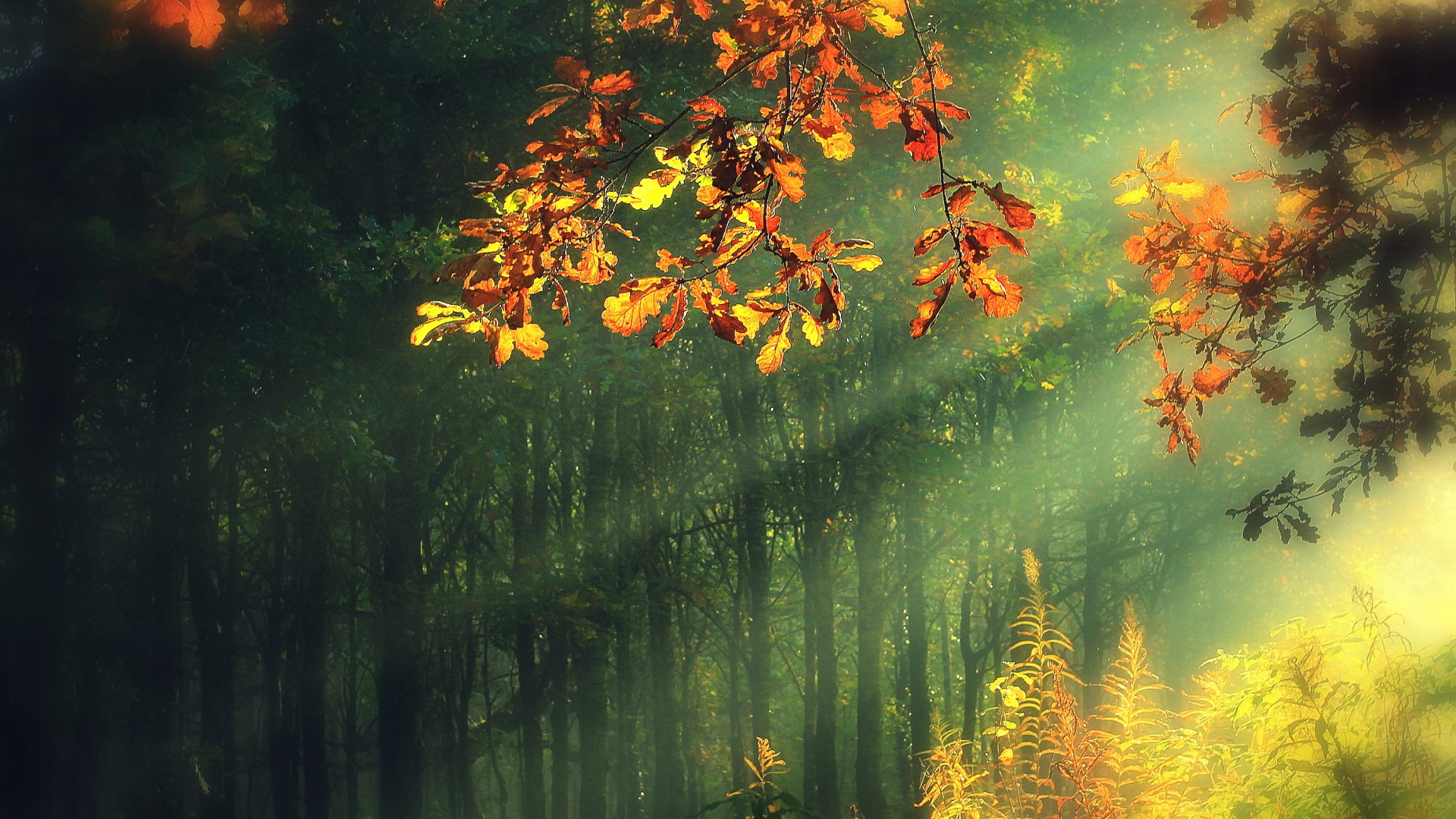 阳光照射秋天唯美高清壁纸图片 手机壁纸 优美图