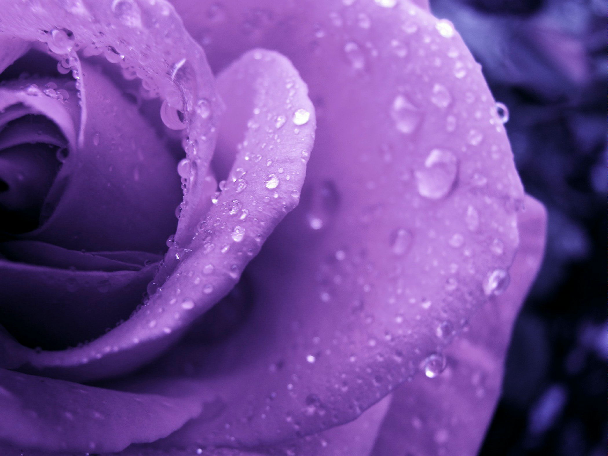 紫色玫瑰桌面壁纸高清大图 手机壁纸 优美图