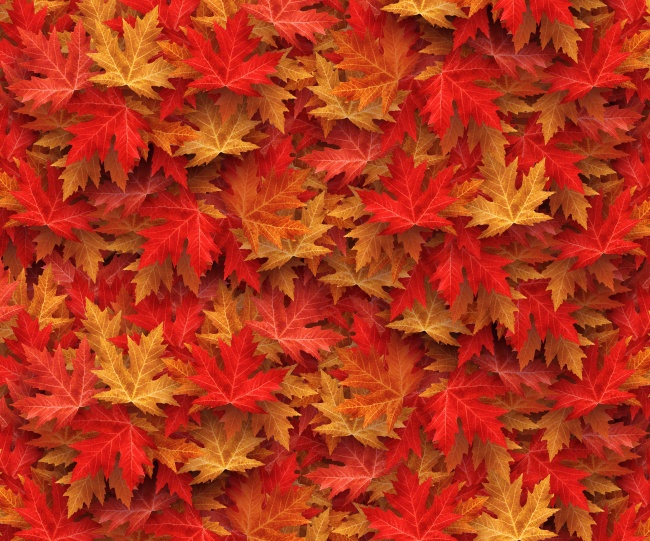 秋天落叶枫叶图片