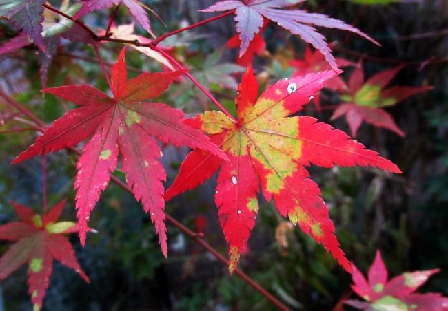 秋天红色枫树叶图片