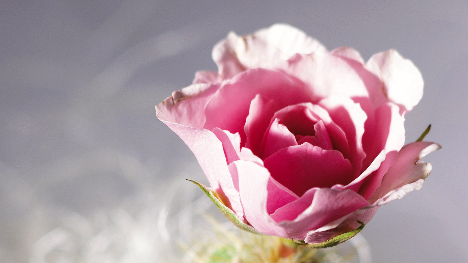 漂亮玫瑰花的图片  高清艳丽玫瑰图片大全
