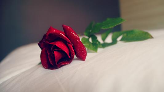 漂亮玫瑰花的图片  高清艳丽玫瑰图片大全