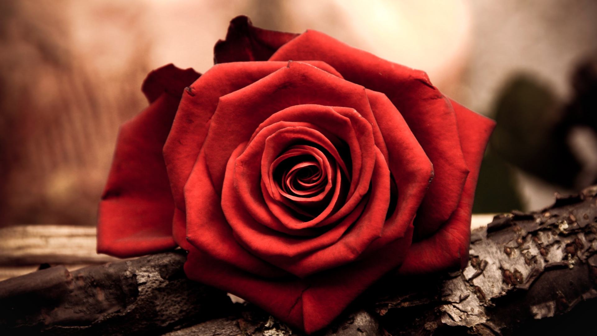 玫瑰花背景图片  高清背景素材
