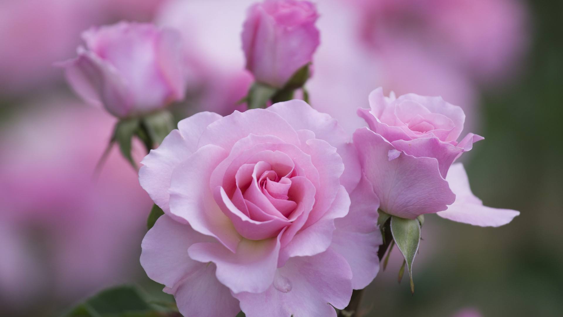 春天玫瑰花图片大全   浓郁艳丽品质最佳