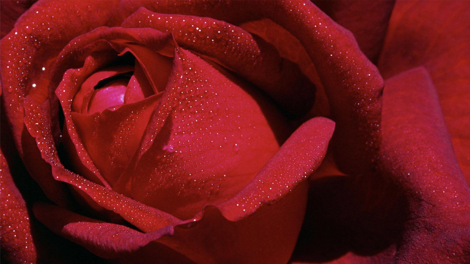 玫瑰花的图片唯美   大朵玫瑰精致清晰图片