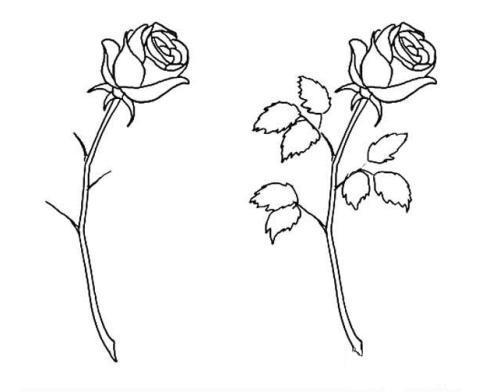 玫瑰花图片简笔画手绘