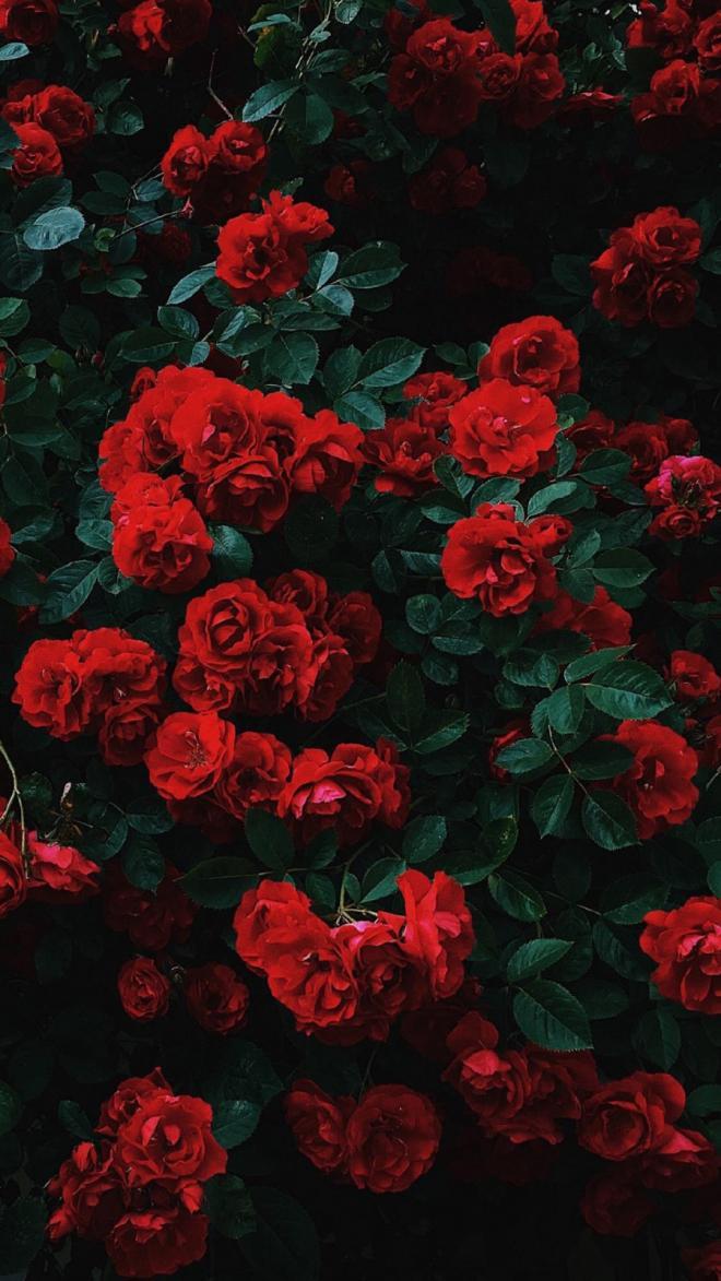 玫瑰花图片真实照片手机壁纸 手机壁纸 优美图
