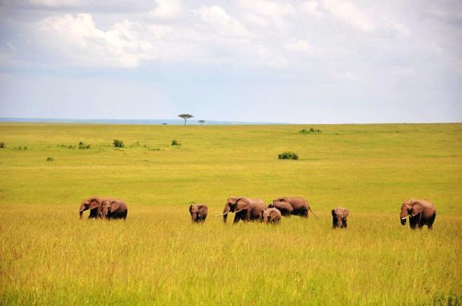 非洲草原上的动物和风景图片