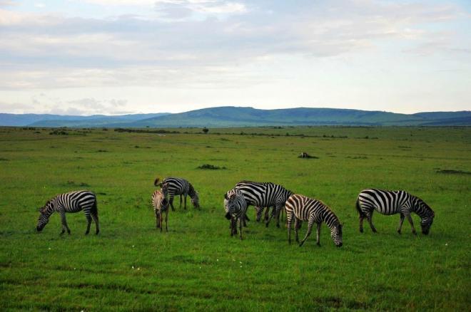 非洲草原上的动物和风景图片