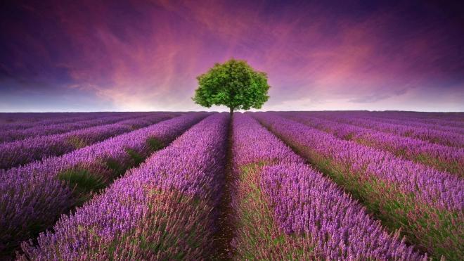 清新迷人的紫色薰衣草高清图片